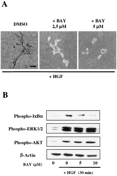 FIG. 7.