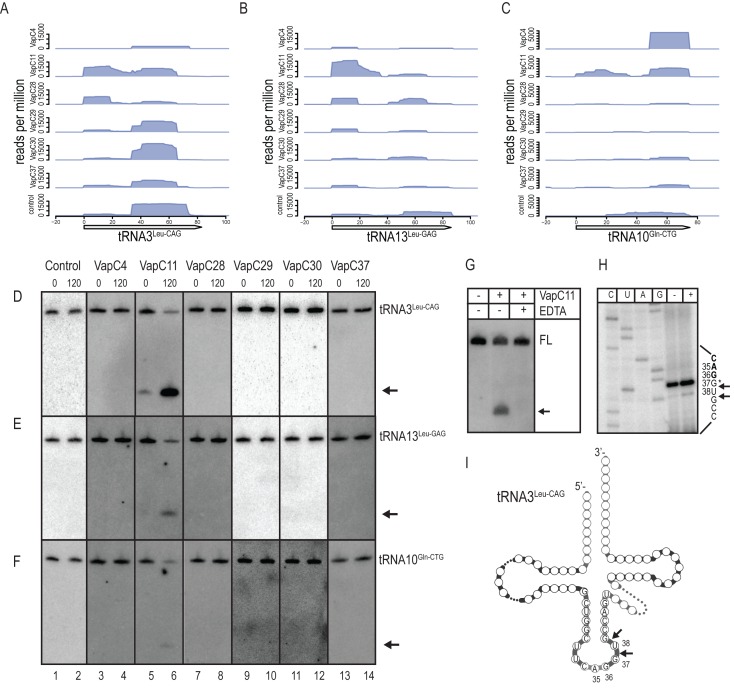 VapCs of Mycobacterium tuberculosis cleave RNAs essential for ...