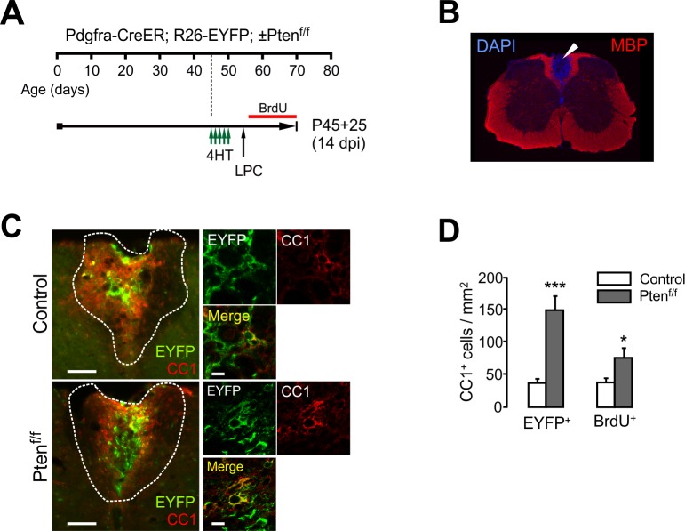 Figure 6—figure supplement 1.