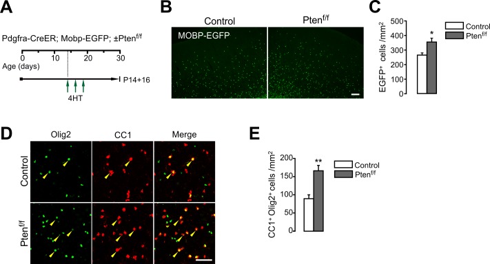 Figure 3—figure supplement 1.