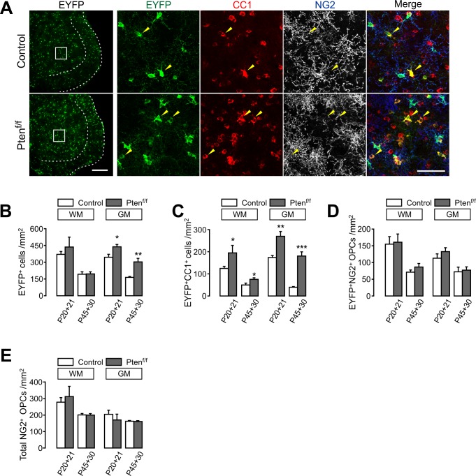 Figure 2—figure supplement 1.