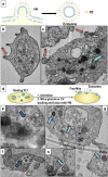 Fig. 6