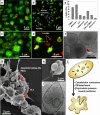 Fig. 7