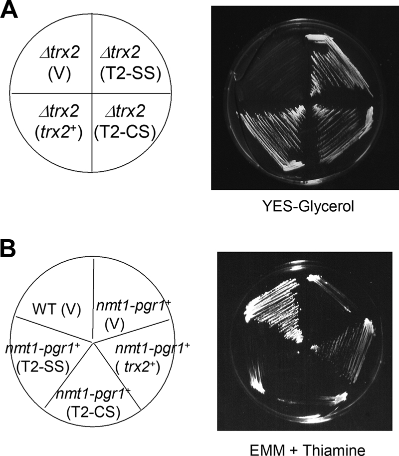 FIG. 6.