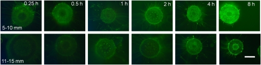 Fig. 6.