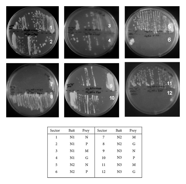 Figure 4