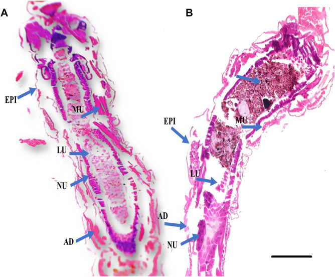 FIGURE 3