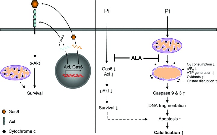 Fig 6