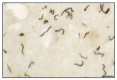 Fig. (1)