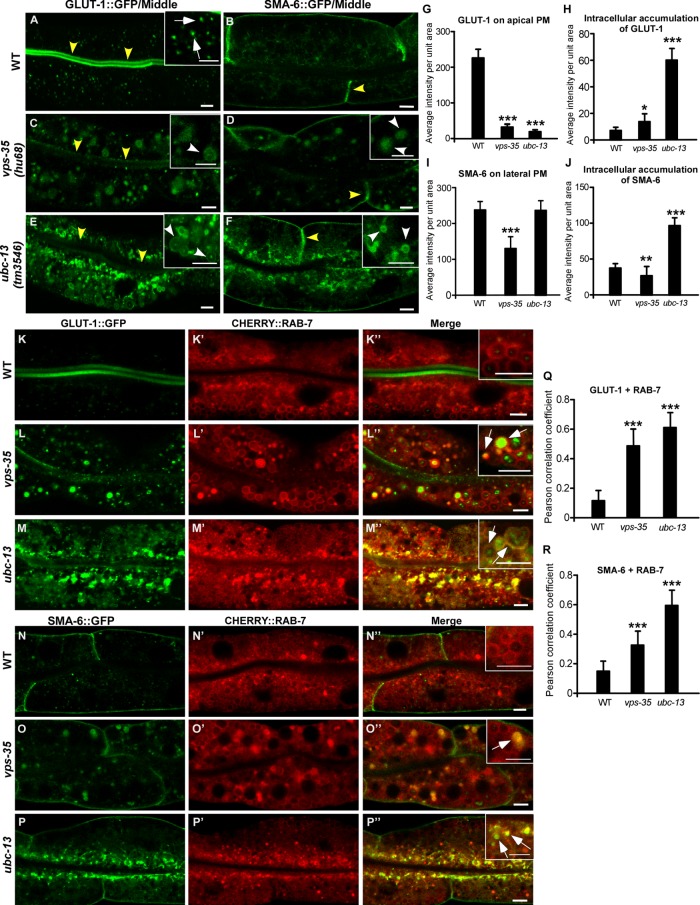 FIGURE 4: