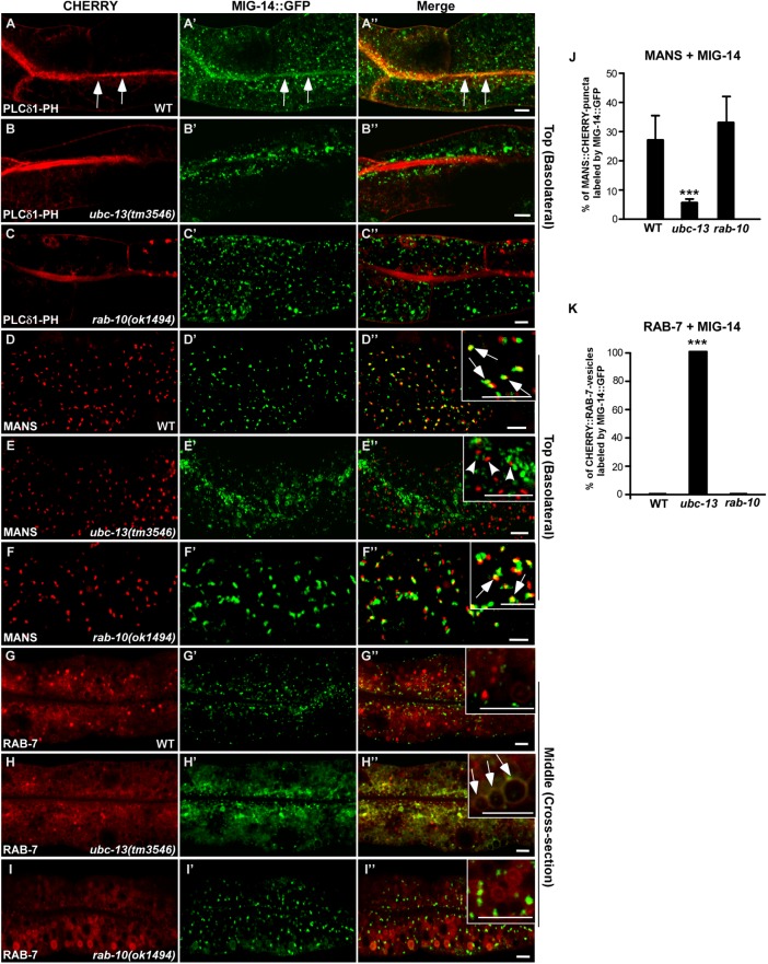 FIGURE 2: