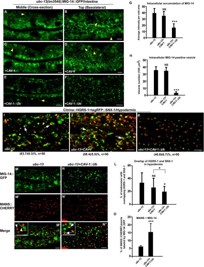 FIGURE 6: