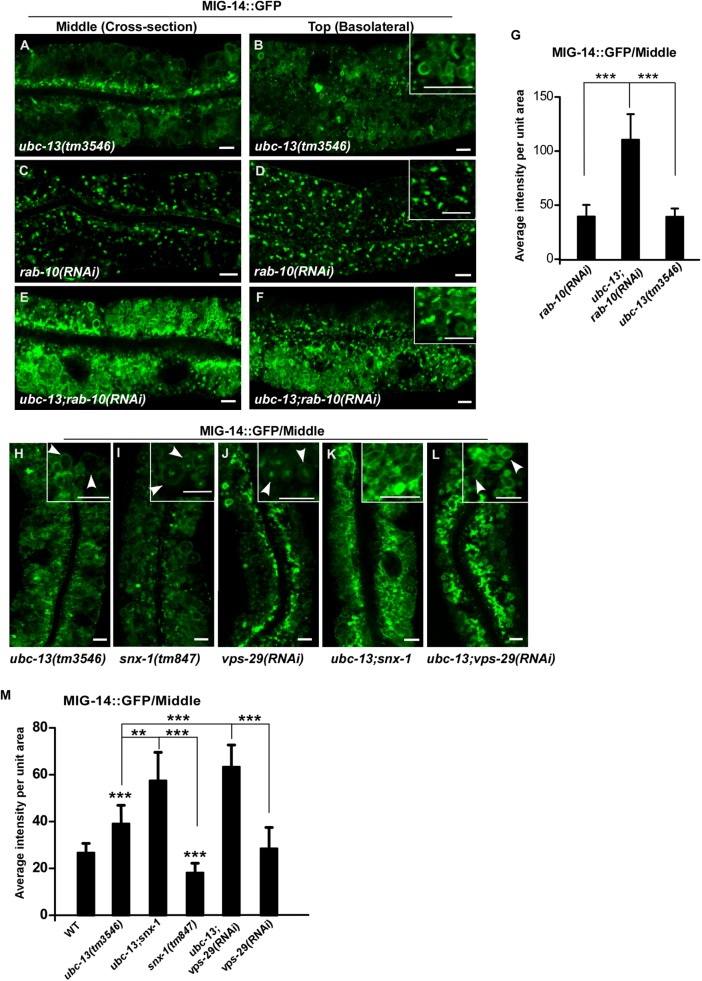 FIGURE 3: