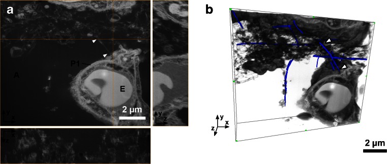 Fig. 6