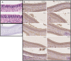 Fig 5