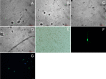 Fig 10