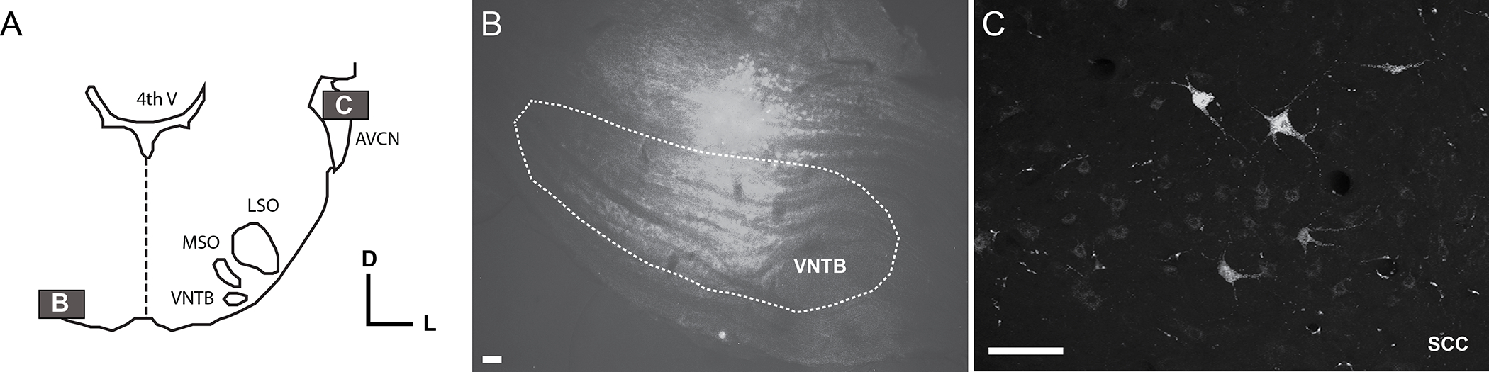 Fig. 2: