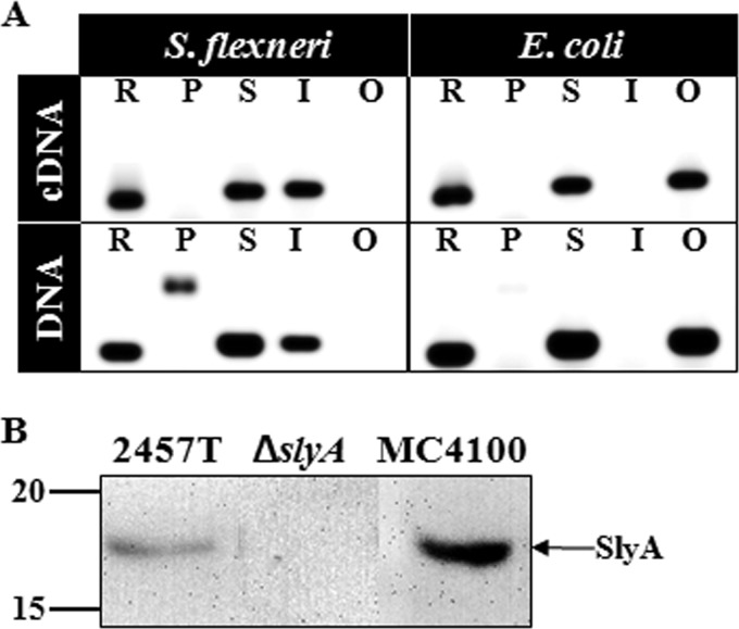 FIG 1