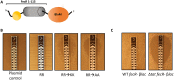 FIG 2