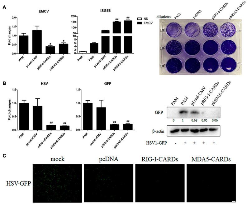 FIGURE 4