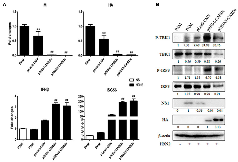 FIGURE 5