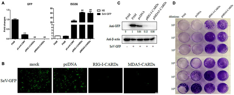 FIGURE 3