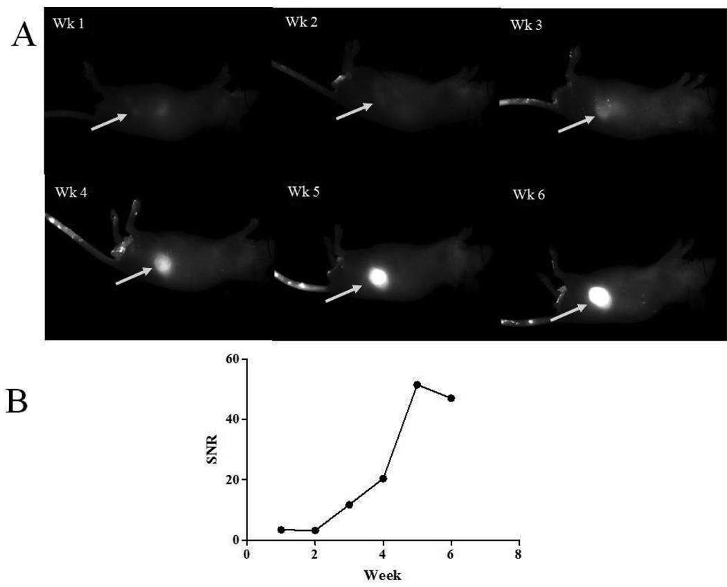 Figure 6