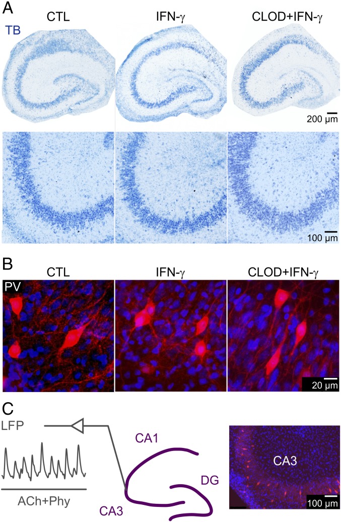 Fig. 3.