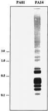 FIG. 2.