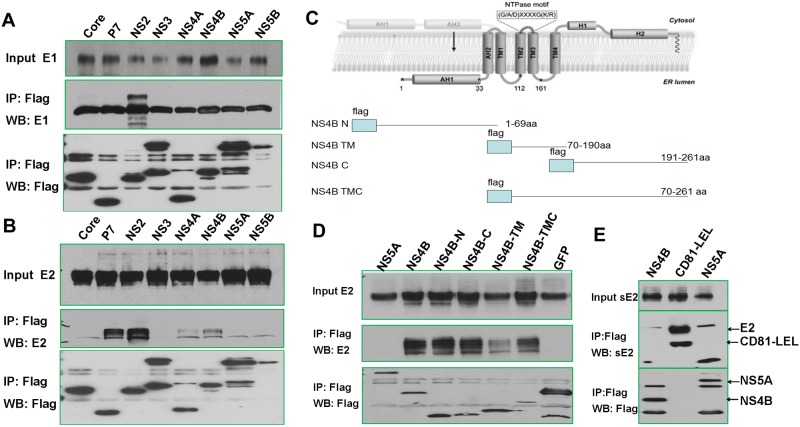 Fig 6