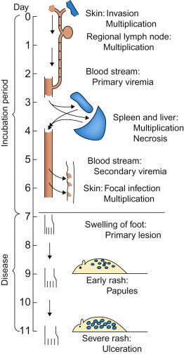 Figure 3.3