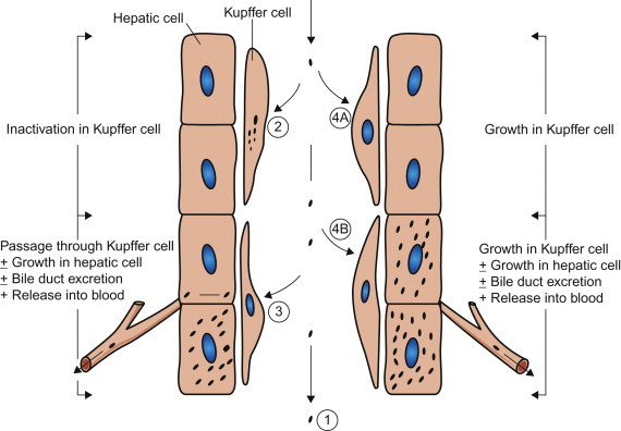 Figure 3.6