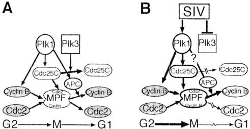 FIG. 9.