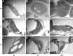 Fig 18