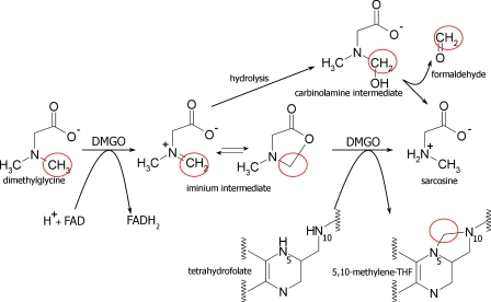 FIGURE 1.