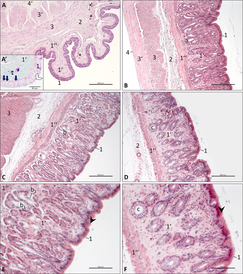 Fig 5