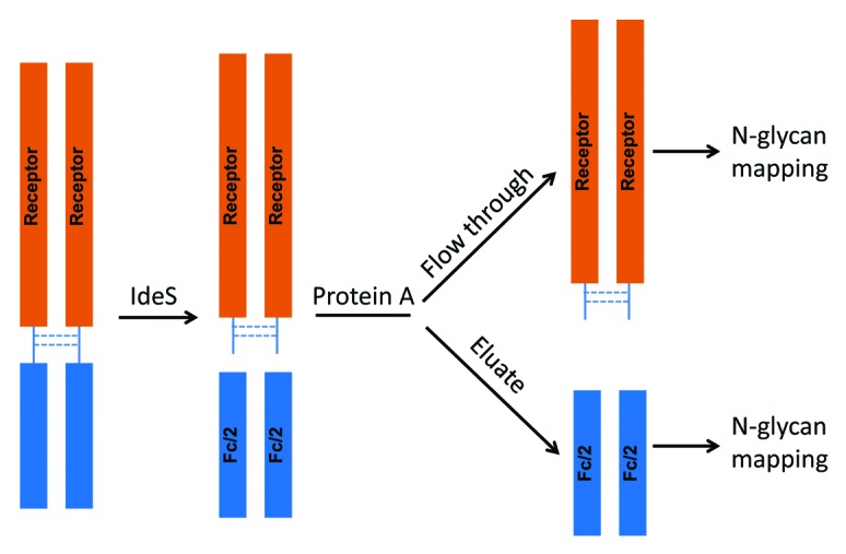 graphic file with name mabs-6-879-g12.jpg