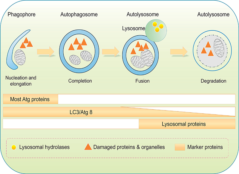 Figure 2: