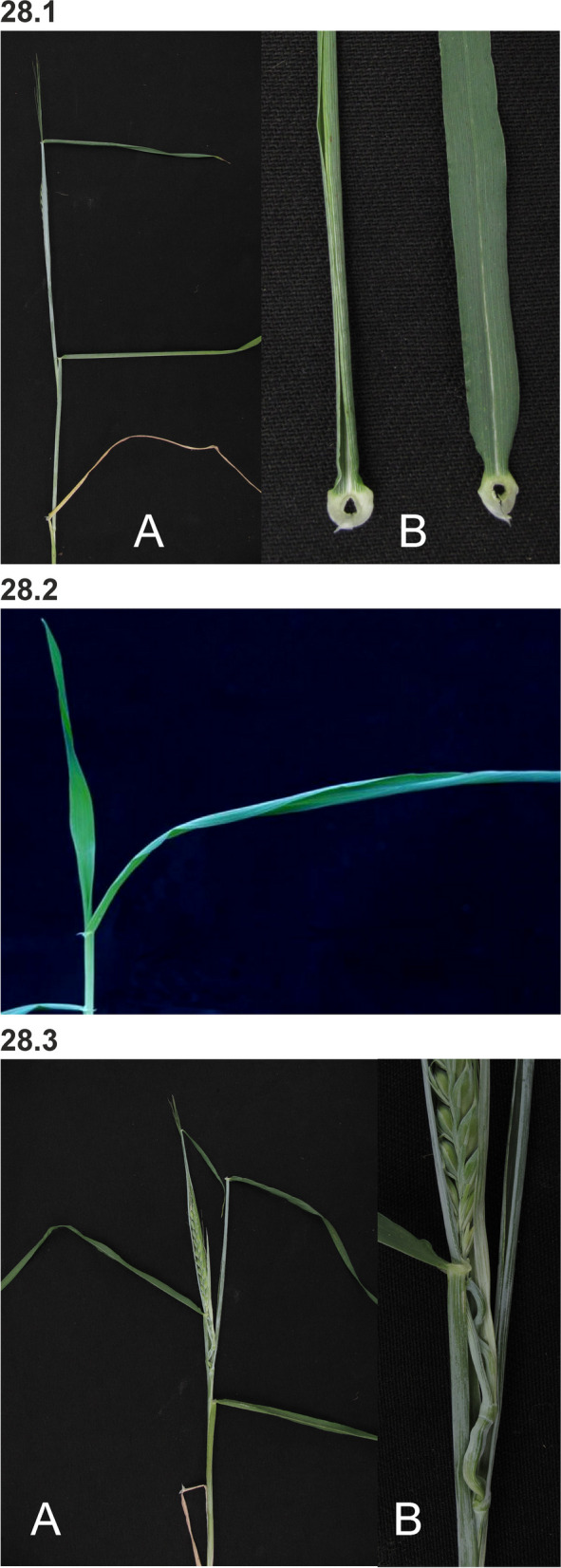 Fig. 28