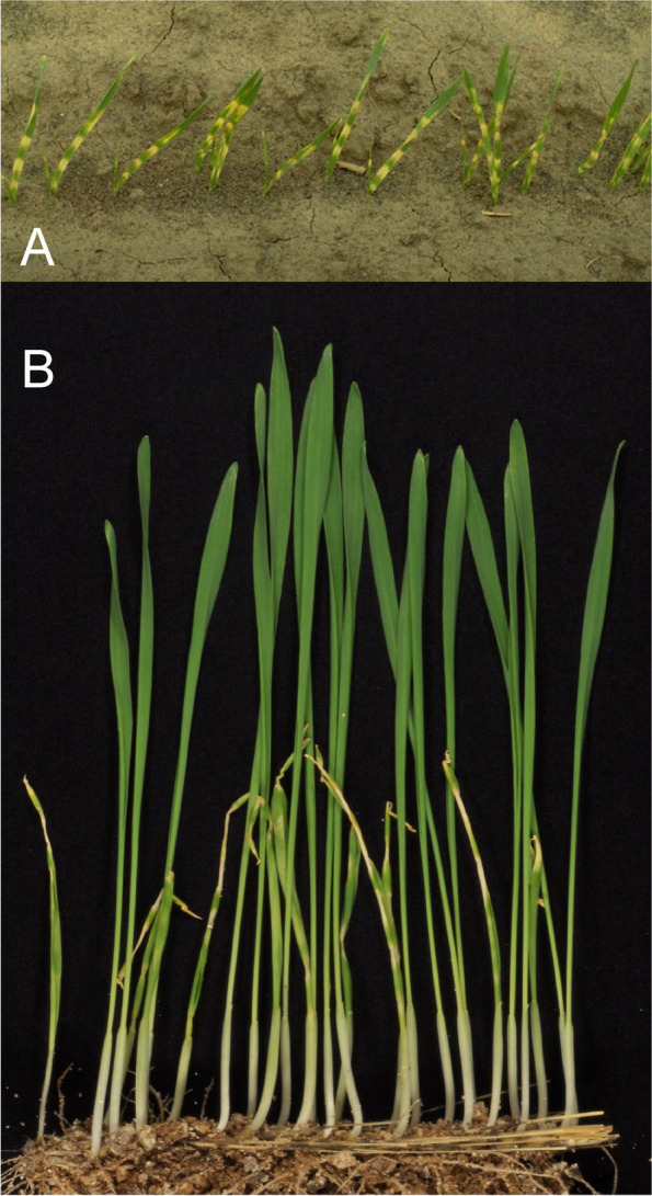 Fig. 36