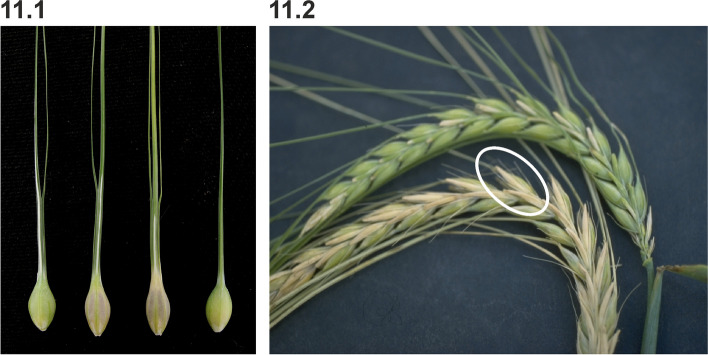 Fig. 11