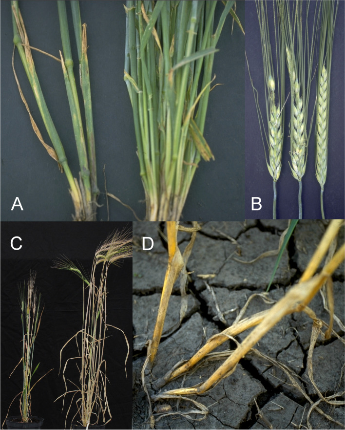Fig. 23