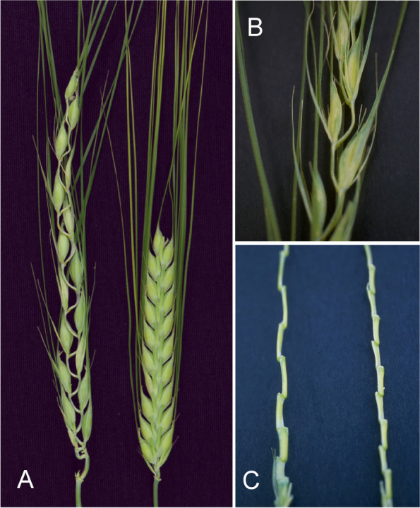 Fig. 7