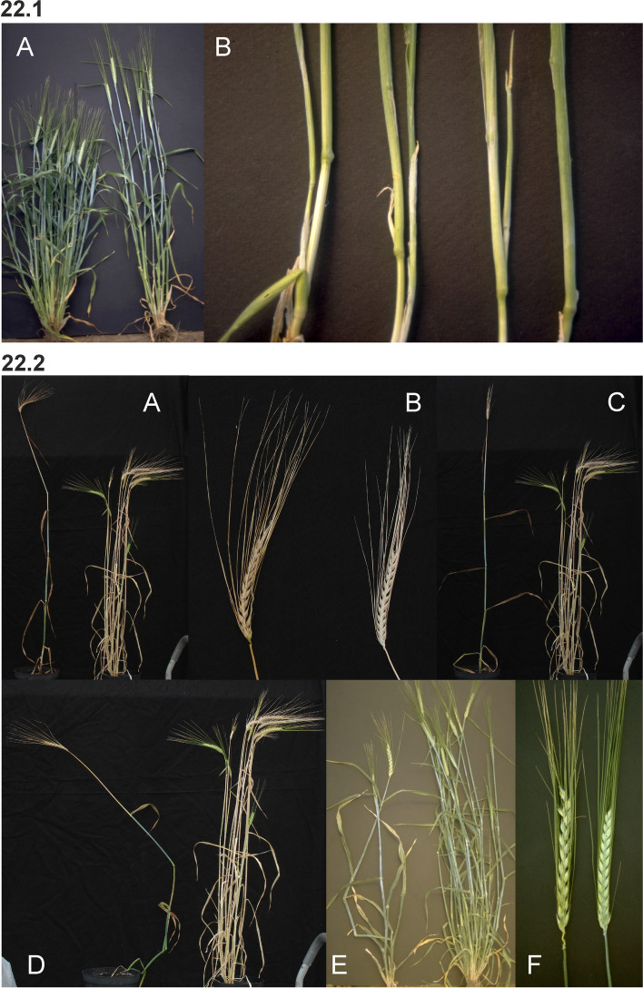 Fig. 22
