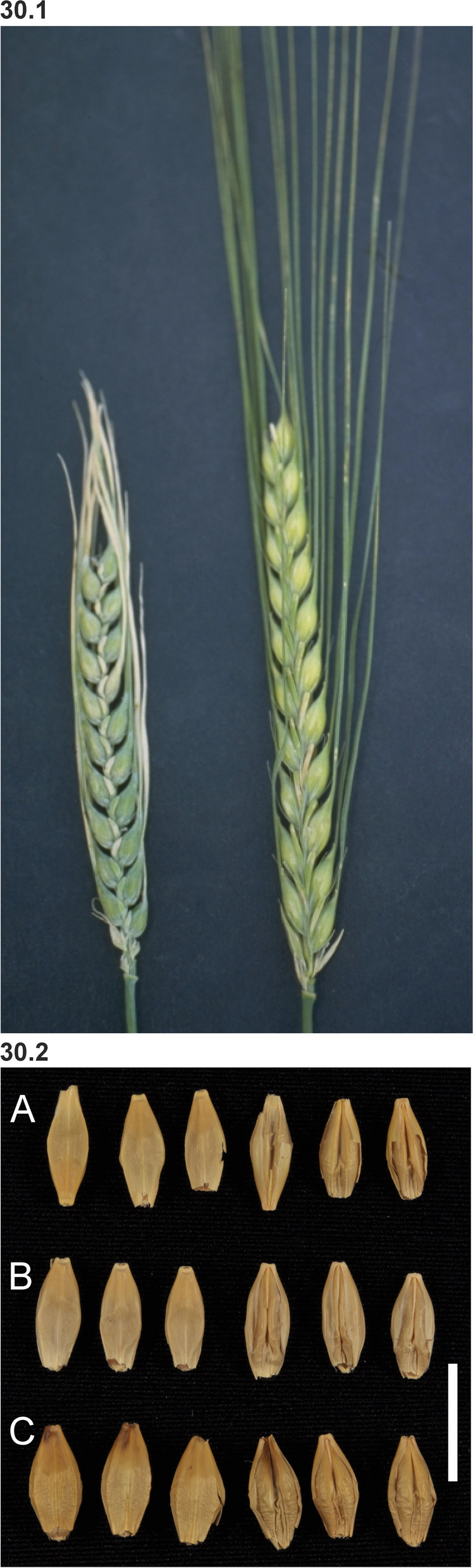 Fig. 30