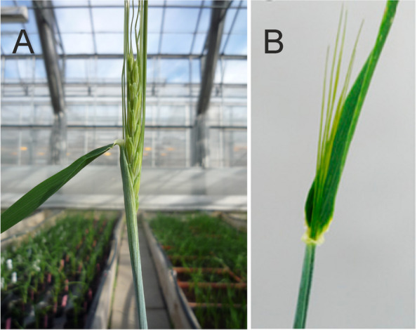 Fig. 33