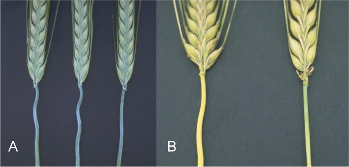 Fig. 20