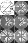 FIG. 1