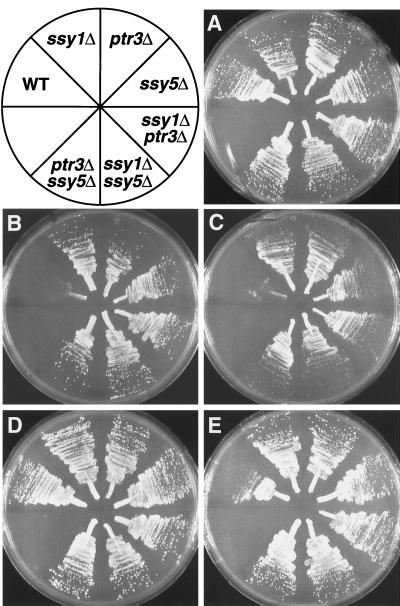 FIG. 1