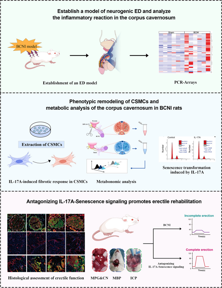 graphic file with name 12916_2024_3609_Figa_HTML.jpg